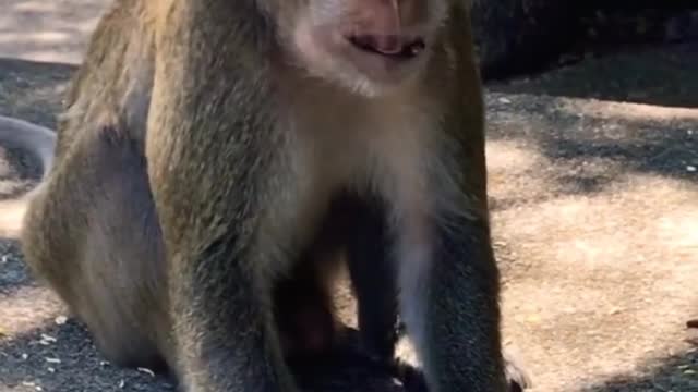 Funny Monkey 🐒🐒