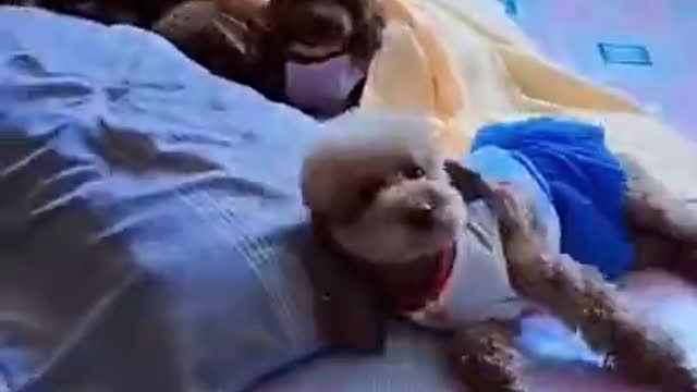 Cute Dogs Babysitting Dog And Baby Sleeping Together Compilation 2022