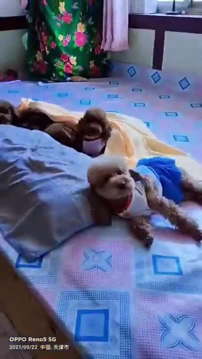 Cute Dogs Babysitting Dog And Baby Sleeping Together Compilation 2022