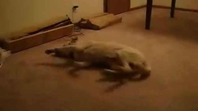 Funny Dog Sleep Walking