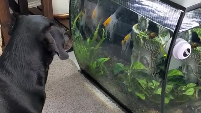 She loves fish, Funny Dog