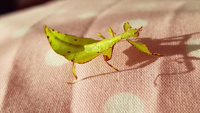 Amazing insect looks just like a leaf!