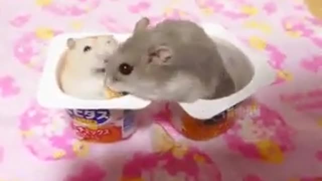 Very cute hamsters