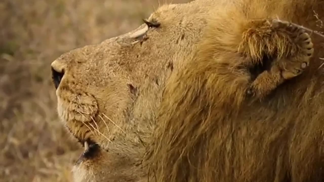 Iconic Deep Grunts Of A Male Lion