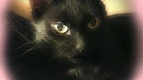 Betty loses her show