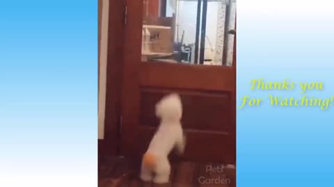 Dog Jumps To See What's Happening Outside