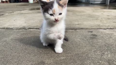 After the rain, the sky clears, and the little cat basks in the happy sun