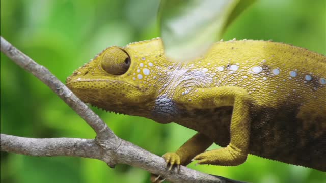 chameleons changing color