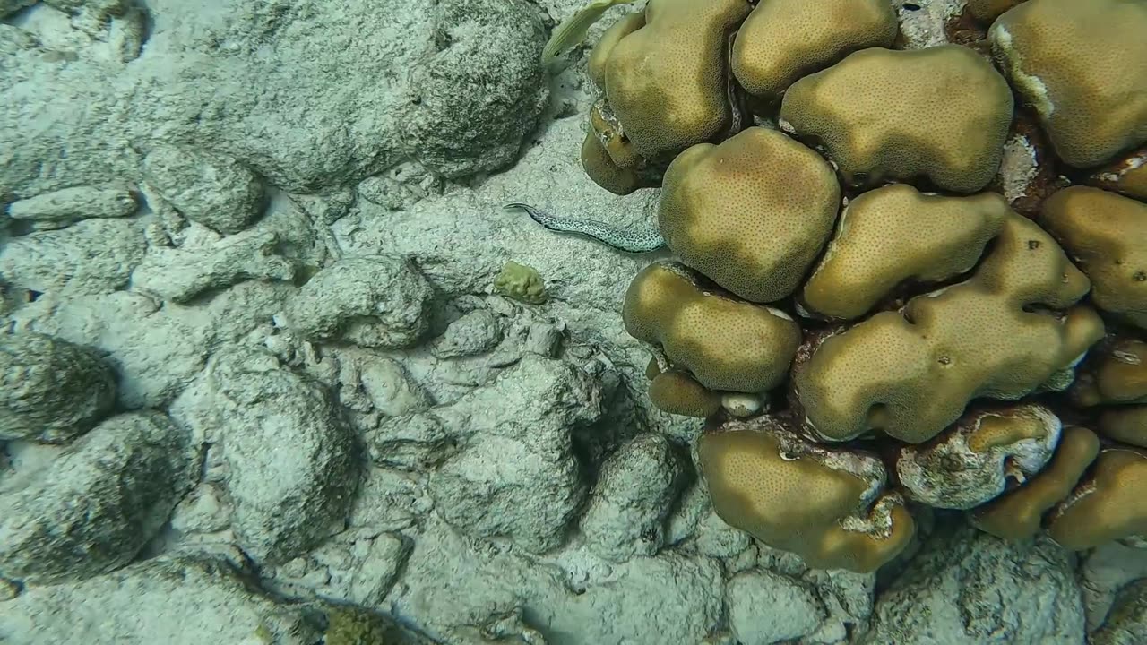 Spotted Moray Eel