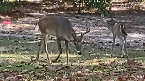 Friendly FL Buck