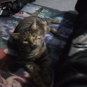 TESLA PLAYFUL MODE BUT NIPPING. HE LOVES ME!