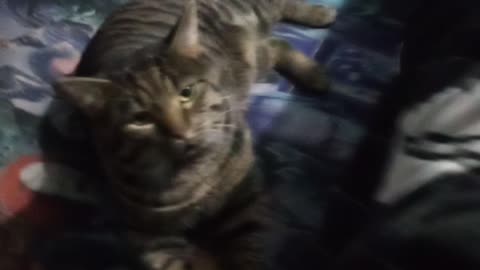 TESLA PLAYFUL MODE BUT NIPPING. HE LOVES ME!