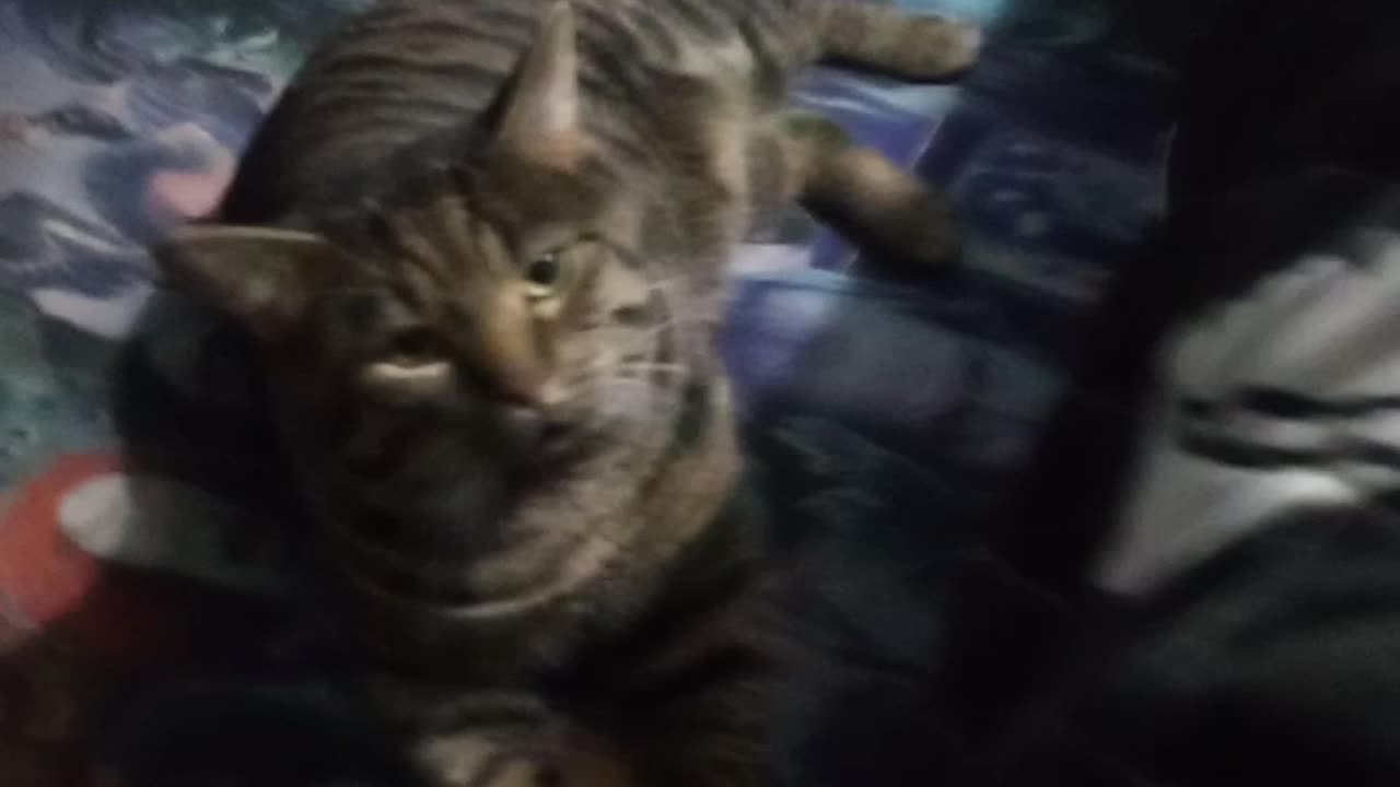 TESLA PLAYFUL MODE BUT NIPPING. HE LOVES ME!