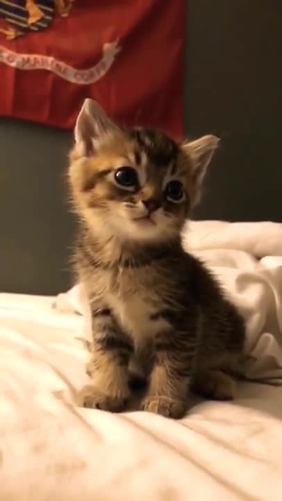 3.So very very cute cat baby ☺