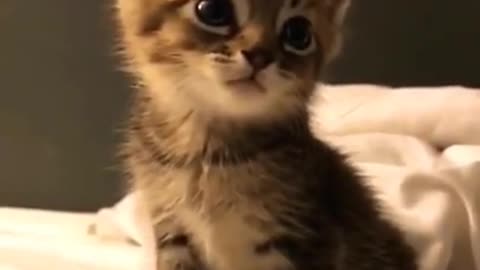 3.So very very cute cat baby ☺