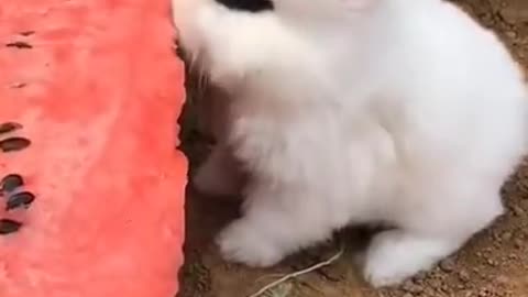 CUTE RABBIT EATING WATERMELON