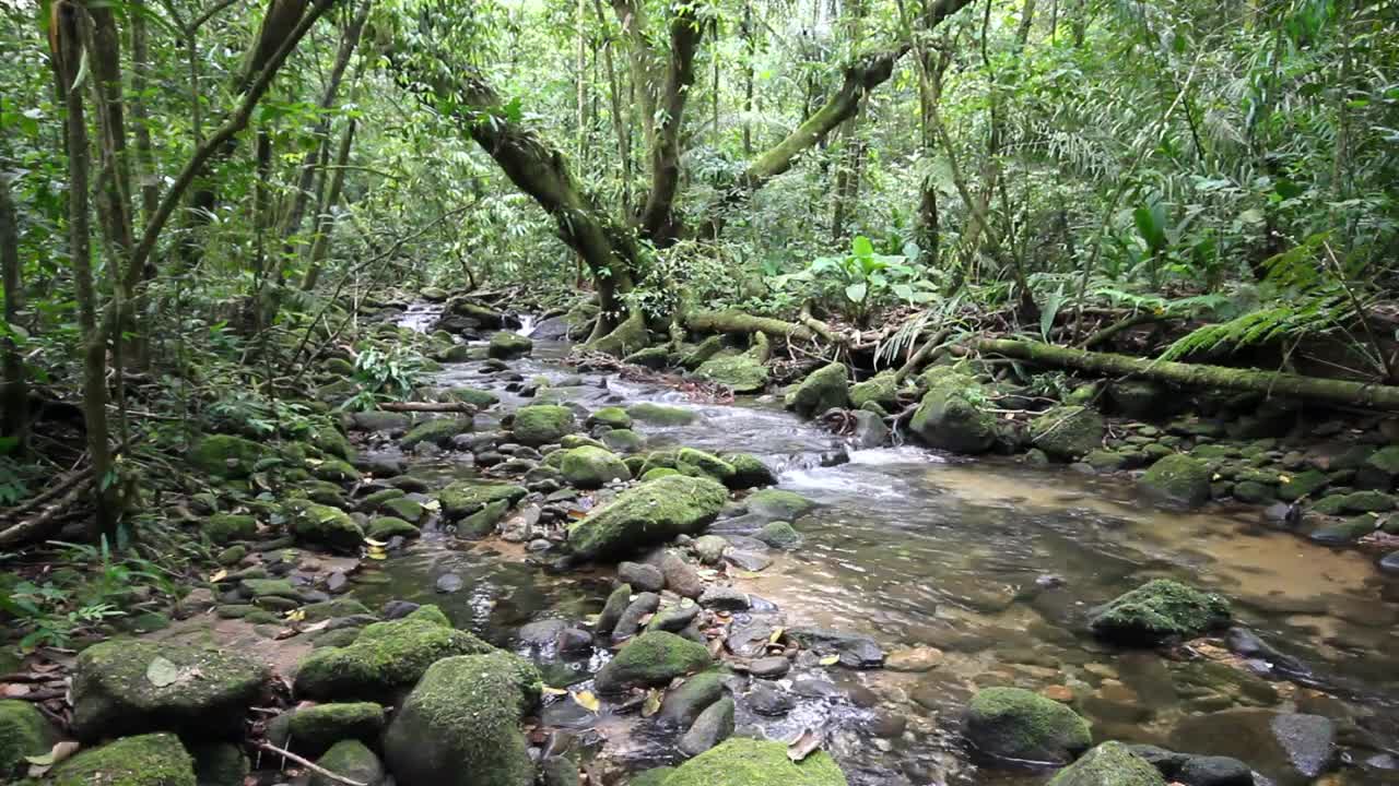 RAIN FOREST VIDEO BACKGROUND - 4K, HOH RAIN FOREST - NATURE RELAXATION VIDEO - 10