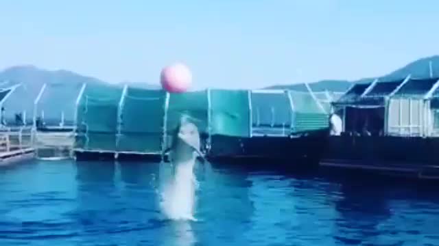 The dolphin does a somersault and hits the ball