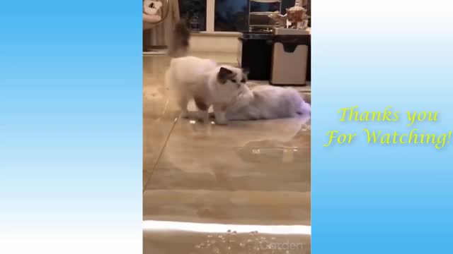 Cat Passes By and Gives a Kiss