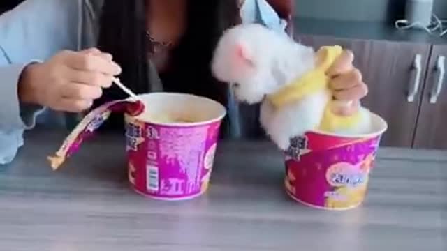 Cute and Funny Pomeranian Videos 87
