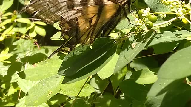 Canadian tiger swallowtail butterfly