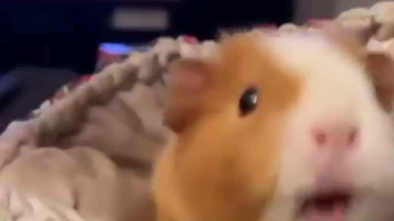 Guinea pigs sociable pets love