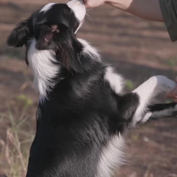 A Border Collie Playing with Its Owner (7)