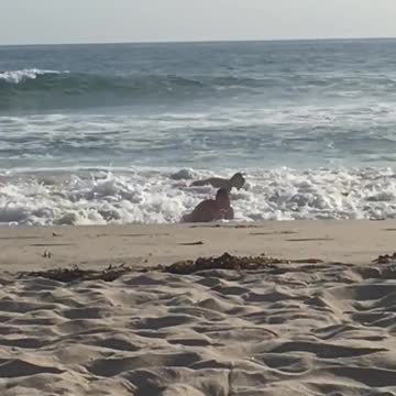 Kid boogie board gets knocked over by incoming wave