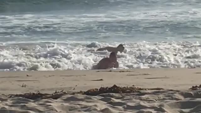 Kid boogie board gets knocked over by incoming wave