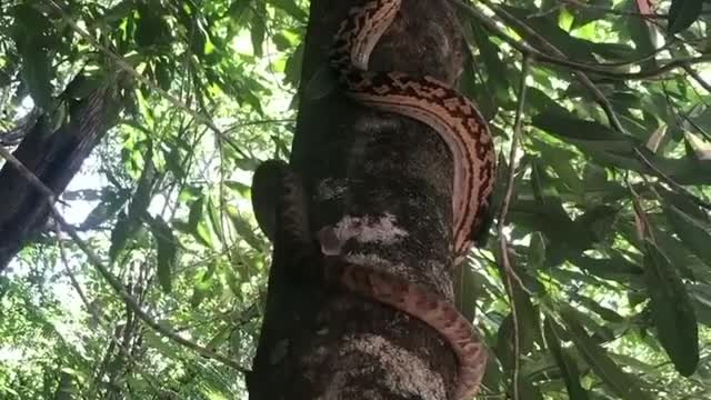 snake climbing tree