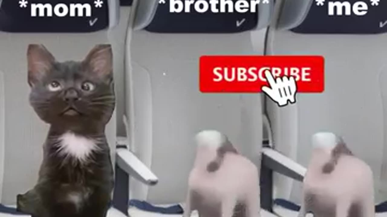 Cats funny video