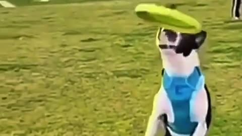 Funny dog videos that makes you laugh🤣🐶‼️