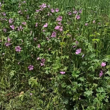 Flowers on the meadow