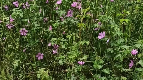 Flowers on the meadow