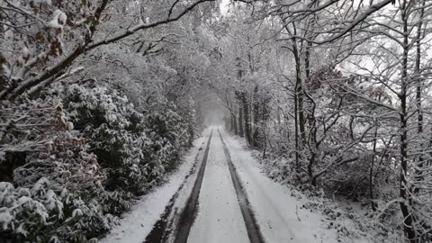 Trees forest snow free stock video. Free for use & download.