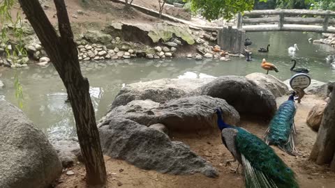 Geese can swim, peacocks can't