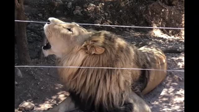 Roaring lion behind fence Danny #lion #cat990 #shorts