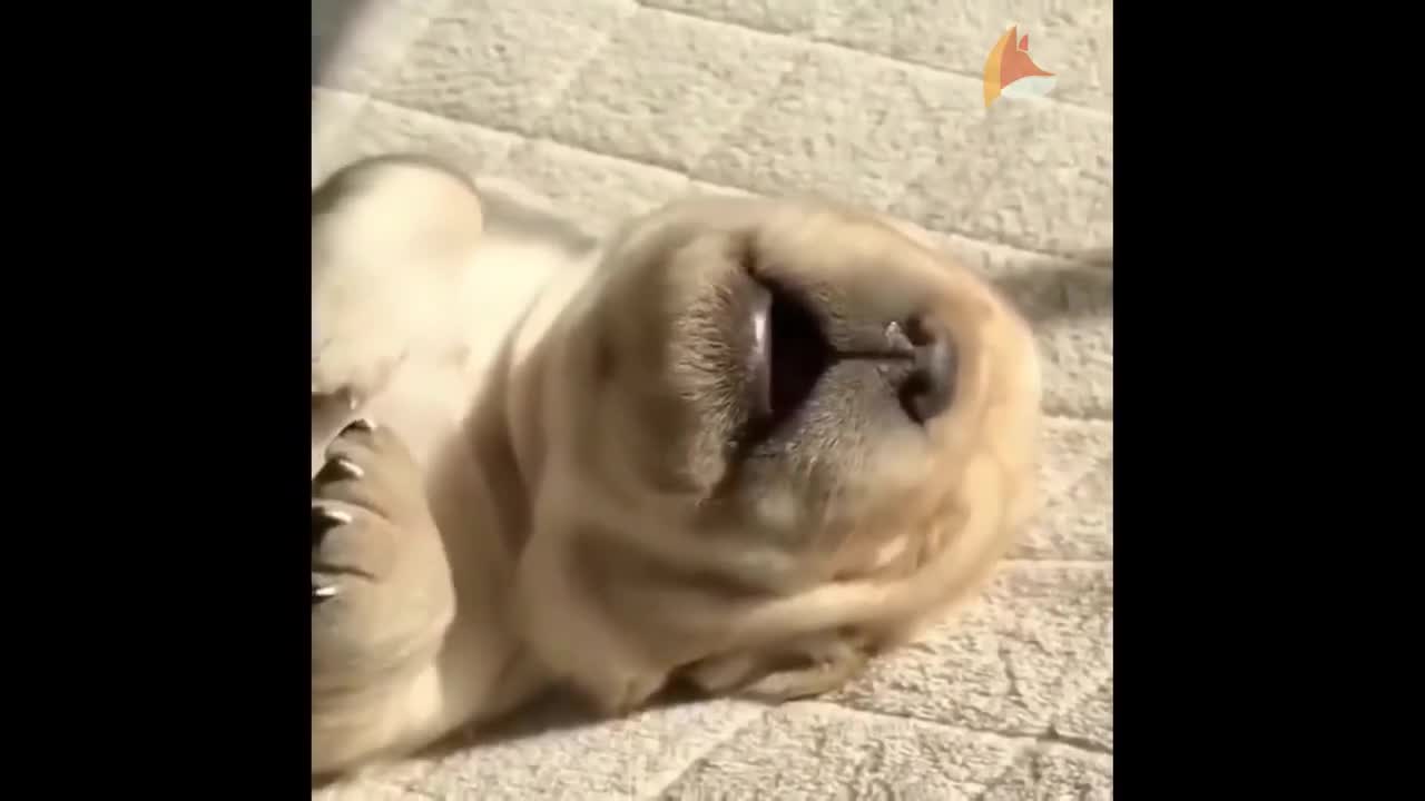 Cute Baby Animals Videos Moment of Animal Compilation!