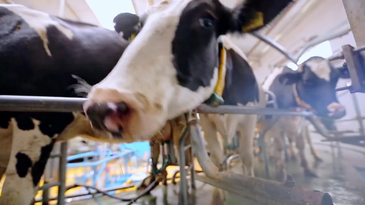 Milking process at dairy factory. Close up of holstein cow head on milking machine. Farm animals