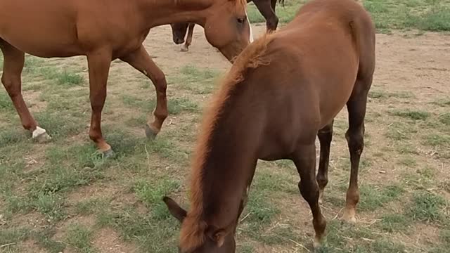 Aiko, my new filly