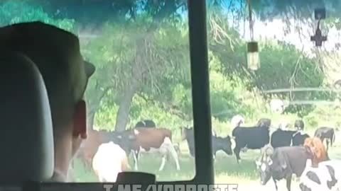Ukraine War - Donbass. APU went to shoot heifers