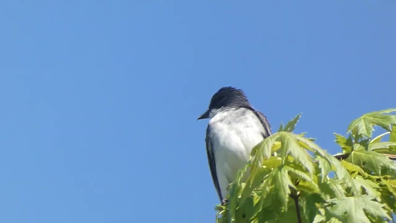 Eastern Kingbird Perched in Tree Video