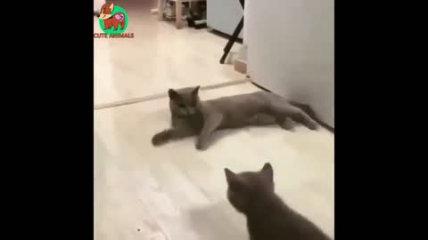 🐈 Funny Kitten Stampede 🐈 Funny Animals