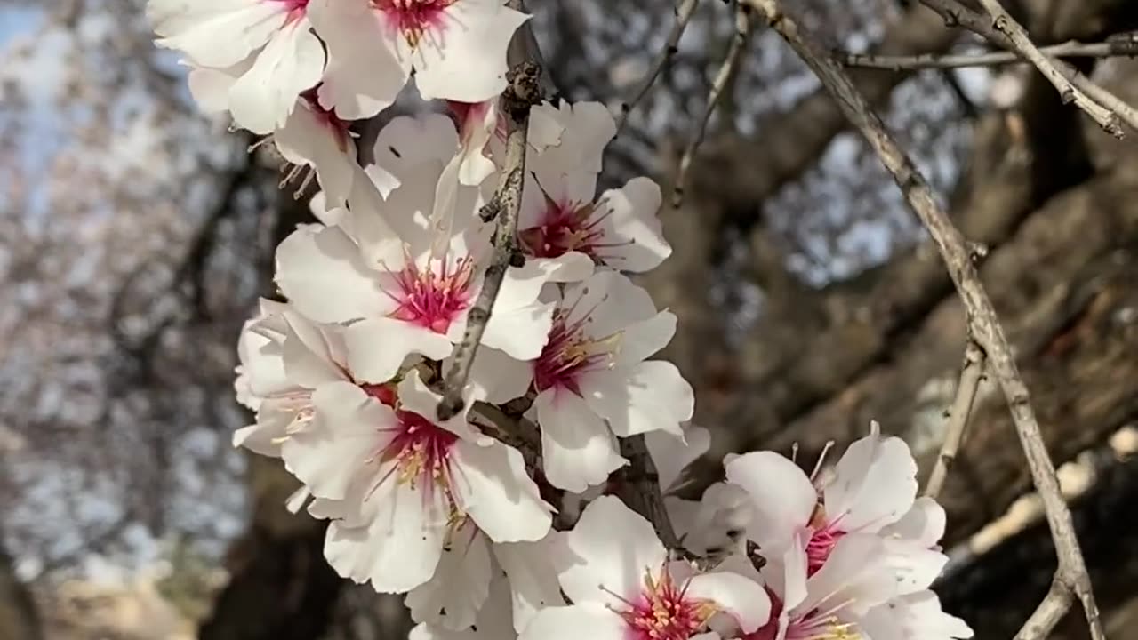 Beautiful White Cherry Blossoms