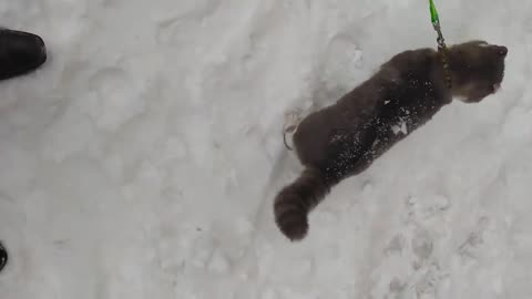 Socrates' first snow