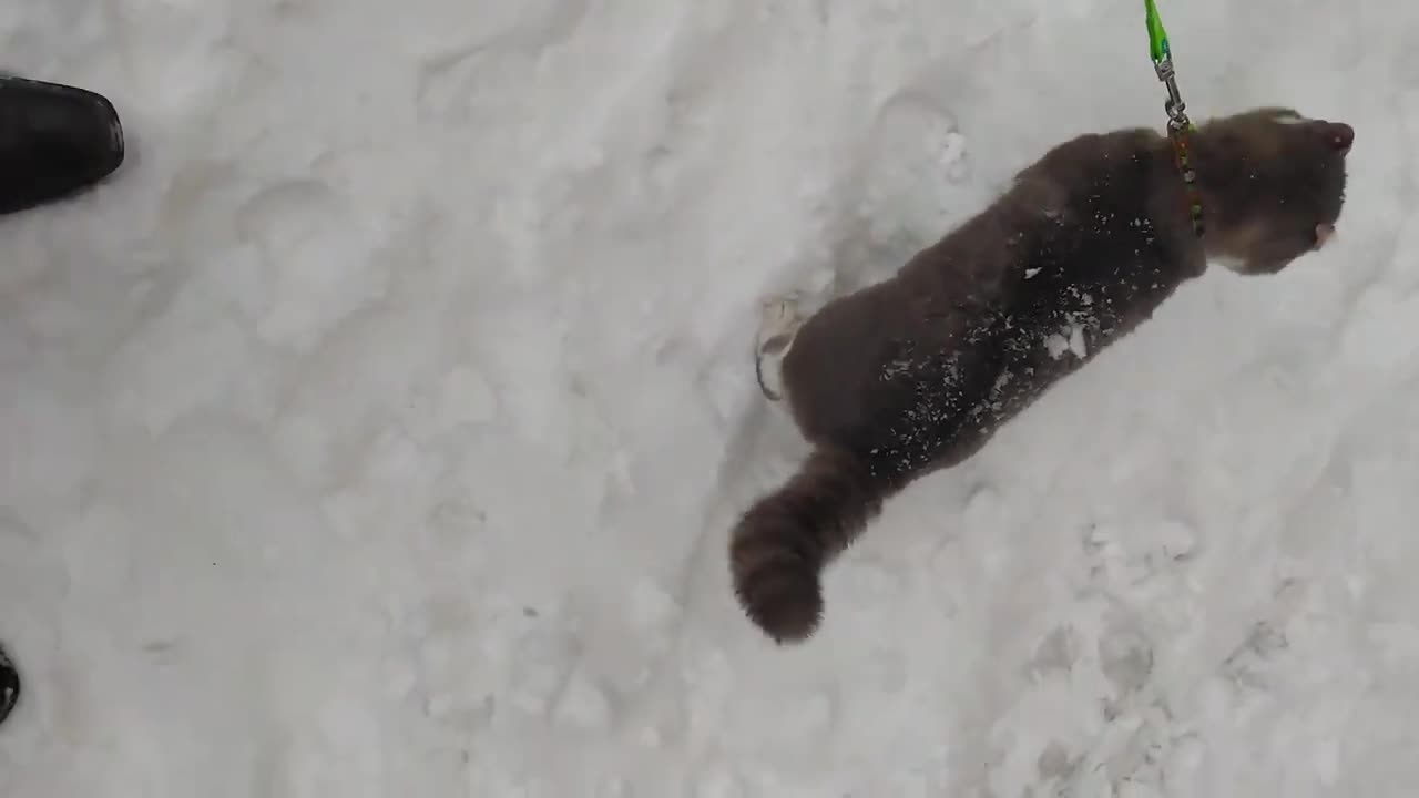 Socrates' first snow