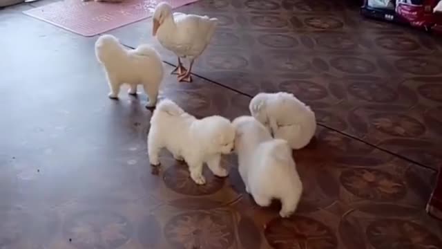 Nanny Goose Loves Dog Puppies.