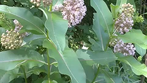 Milkweed
