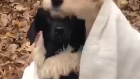 Cute dog hugging