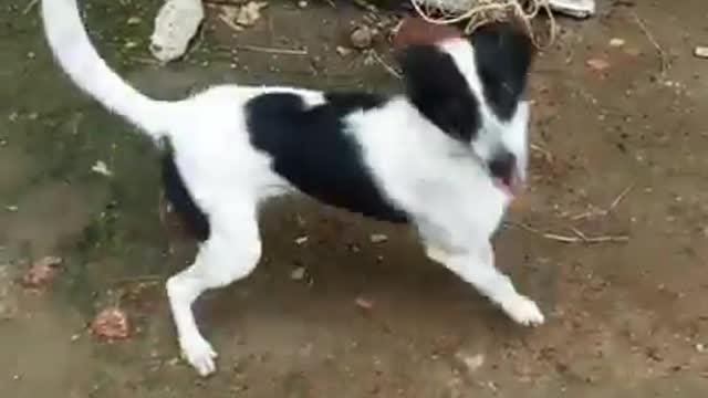 Dancing funny 🐶 Dog